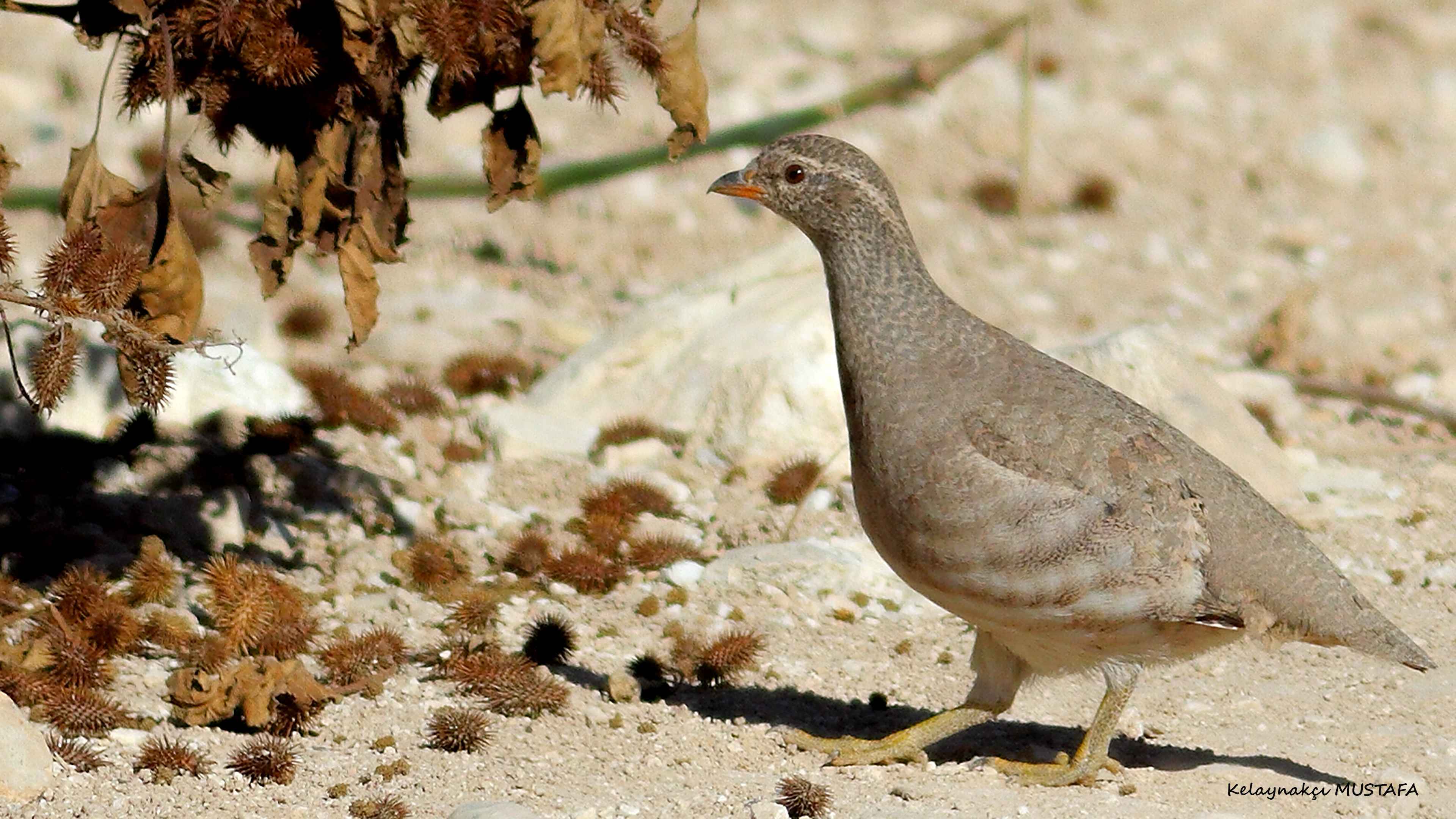 See-see Partridge